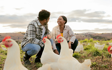 Image showing Farming, poultry and people with chicken outdoors doing check and feeding livestock. Agriculture, sustainability and man and woman working on poultry farm for healthy, organic and natural animals