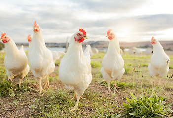 Image showing Agriculture, sustainability and food with chicken on farm for organic, poultry and livestock farming. Hen, rooster and animals with free range bird in countryside field for spring, eggs and protein