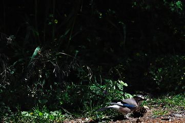 Image showing eurasian jay bird