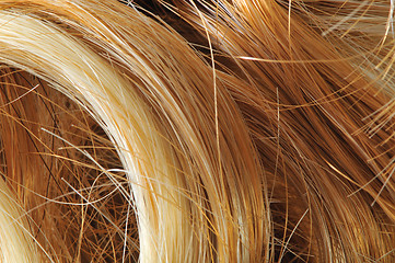 Image showing Wig Hair