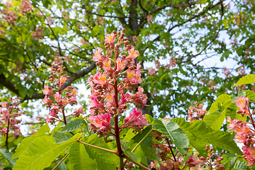 Image showing Vibrant red flowering tree in full bloom during spring, standing tall and proud in a beautiful park.