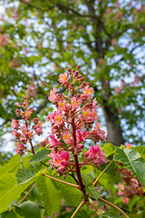 Image showing Vibrant red flowering tree in full bloom during spring, standing tall and proud in a beautiful park.