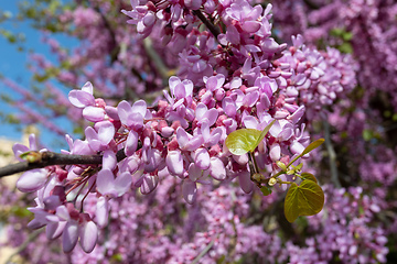Image showing Beautiful pink Cercis siliquastrum tree blooming in park on sunny day