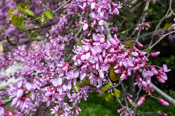 Image showing Beautiful pink Cercis siliquastrum tree blooming in park on sunny day