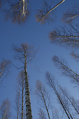 Image showing trees