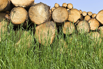 Image showing natural pine wood