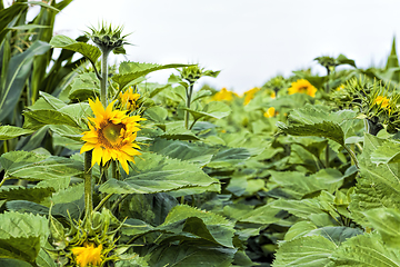 Image showing annual sunflower open Bud