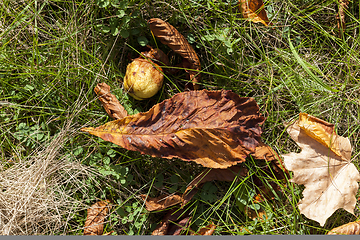 Image showing yellowing leaves