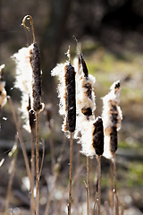 Image showing yellowed plants