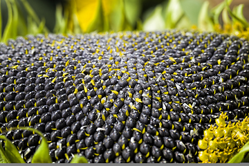 Image showing ripened sunflower with seeds