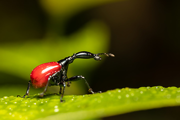 Image showing Female of Giraffe Weevil, Trachelophorus Giraffa, Ranomafana, Madagascar