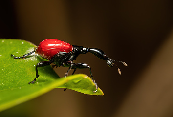 Image showing Female of Giraffe Weevil, Trachelophorus Giraffa, Ranomafana, Madagascar