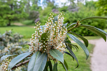 Image showing Vibrant Prunus laurocerasus flowers in full bloom at the park