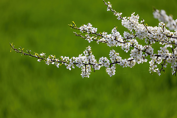 Image showing Prunus spinosa in bloom on a green meadow in spring