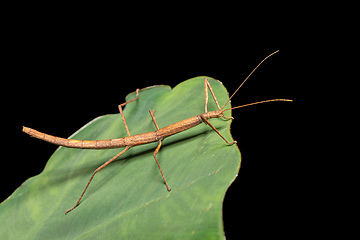 Image showing Pink winged stick insect or Madagascan stick insect, Sipyloidea sipylus, Analamazaotra National Park. Madagascar wildlife