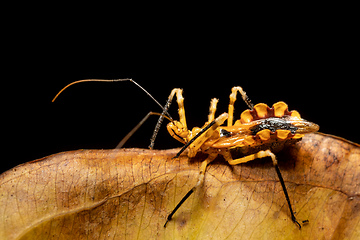 Image showing Assassin bugs, The Reduviidae sp., Analamazaotra National Park, Madagascar wildlife