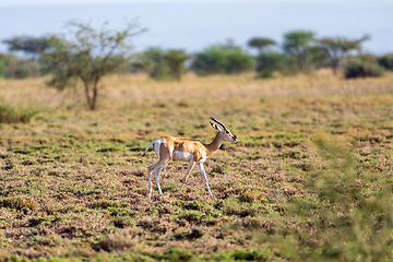 Image showing Soemmerring's gazelle, Nanger soemmerringii, Ethiopia wildlife animal