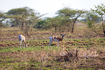 Image showing Soemmerring's gazelle, Nanger soemmerringii, Ethiopia wildlife animal