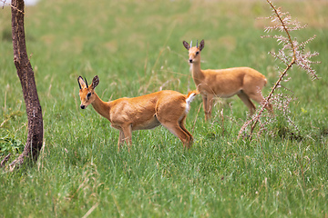 Image showing Cute Oribi endemic small antelope, Ethiopia, Africa wildlife