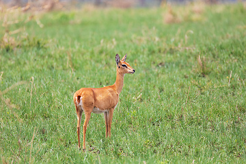 Image showing Swayne's Hartebeest, Alcelaphus buselaphus swaynei antelope, Senkelle Sanctuary Ethiopia wildlife