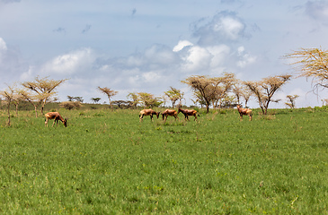 Image showing Swayne's Hartebeest, Alcelaphus buselaphus swaynei antelope, Senkelle Sanctuary Ethiopia wildlife