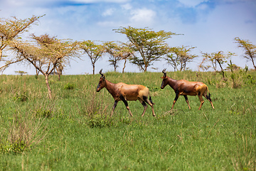 Image showing Swayne's Hartebeest, Alcelaphus buselaphus swaynei antelope, Senkelle Sanctuary Ethiopia wildlife