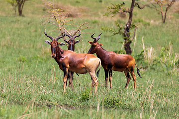 Image showing Swayne's Hartebeest, Alcelaphus buselaphus swaynei antelope, Senkelle Sanctuary Ethiopia wildlife