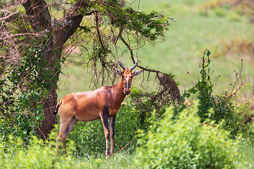 Image showing Swayne's Hartebeest, Alcelaphus buselaphus swaynei antelope, Senkelle Sanctuary Ethiopia wildlife