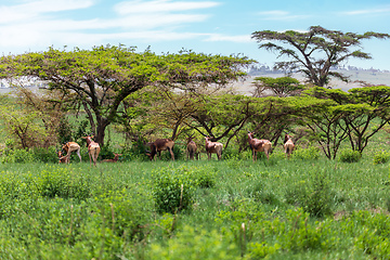 Image showing Swayne's Hartebeest, Alcelaphus buselaphus swaynei antelope, Senkelle Sanctuary Ethiopia wildlife