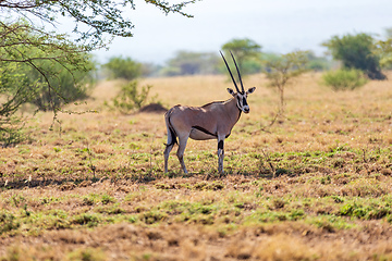 Image showing East African oryx, Awash, Ethiopia wildlife