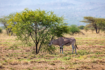 Image showing East African oryx, Awash, Ethiopia wildlife