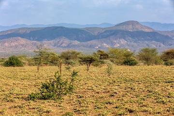 Image showing Savanna in the Awash National Park, Ethiopia