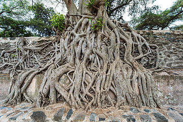 Image showing Tangle of massive trunk roots in Fasil Ides Bath, kingdom pool. Gondar, Ethiopia