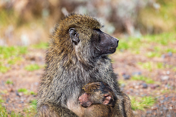 Image showing Chacma baboon, Papio ursinus. Bale mountain, Ethiopia wildlife animal