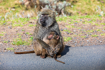 Image showing Chacma baboon, Papio ursinus. Bale mountain, Ethiopia wildlife animal