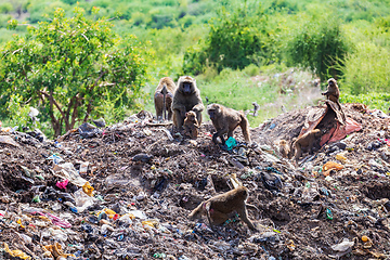 Image showing Chacma baboon, Papio ursinus. Monkeys are looking for food in a dump outside the city Arba Minch, Ethiopia wildlife animal