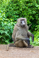 Image showing Chacma baboon, Papio ursinus. Monkeys in Arba Minch, Ethiopia wildlife animal