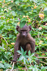 Image showing Chacma baboon, Papio ursinus. Monkeys in Arba Minch, Ethiopia wildlife animal