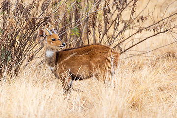 Image showing Rare Menelik bushbuck, Ethiopia, Africa wildlife