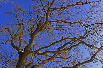 Image showing pedunculate oak (Quercus robur L.)