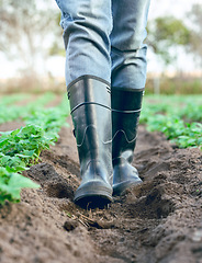 Image showing Farm, boots and farmer walking in soil while farming in a eco, sustainable and agriculture field. Eco friendly, green and closeup of a agro worker in shoes working in a garden in the countryside.