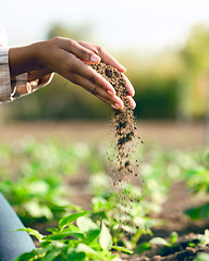 Image showing Farmer, hands and agriculture with soil, dirt or dust for plants, growth or farming closeup. Black woman, land and farm with field, earth or nutrition of ground for sustainability, fertility and zoom