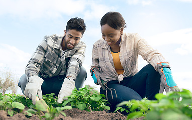 Image showing Farmer, plant vegetables and couple on agriculture farm for garden soil innovation, enviroment sustainability and gardening wellness. Farming, eco friendly workers and healthy nutrition or ecology