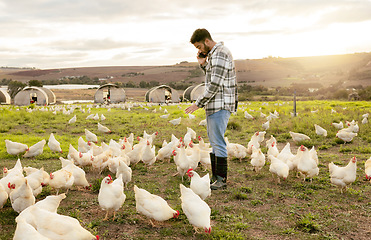 Image showing Farm, chickens and phone call with an agriculture man farmer at work on a field for sustainability. Grass, mobile and chicken farming with a male agricultural worker talking on his smartphone