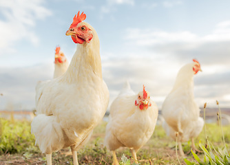 Image showing Chicken, farming and agriculture on grass, field or outdoor for free range eating, organic or sustainable farm. Poultry, birds or animal for protein, meat or pet in nature together for sustainability