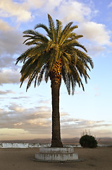 Image showing Lone palm tree