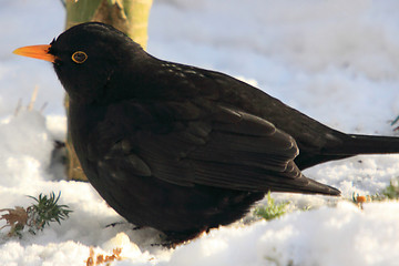 Image showing Blackbird (Turdus merula) in snow