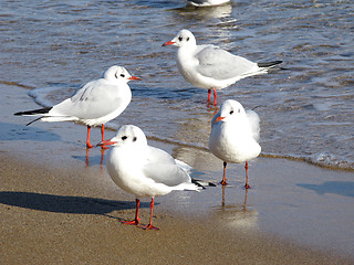 Image showing Seagulls