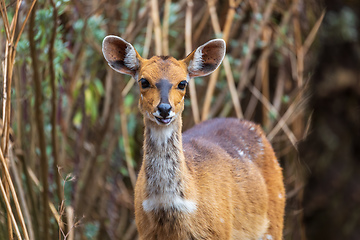 Image showing Rare Menelik bushbuck, Ethiopia, Africa wildlife