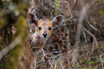 Image showing baby of Rare Menelik bushbuck, Ethiopia, Africa wildlife